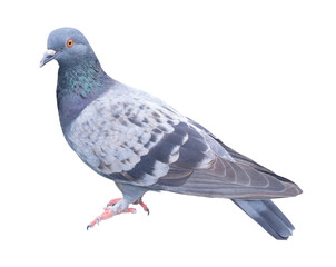 A wild pigeon standing and looking around isolated with clipping path in png file format