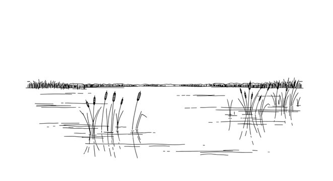 Serene Sketch of Cattails in a Marsh Landscape on a Lake