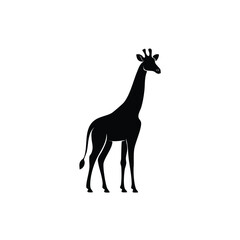 Fototapeta premium Elegant Giraffe Silhouette Standing Tall Against a Clean White Background Isolated