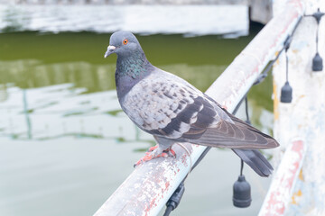 A wild pigeon perching or landing on a metal rail with water background and looking around in public park