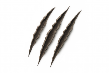 Sharp parallel claw marks scoring wood surface, revealing deep gouging against clean backdrop