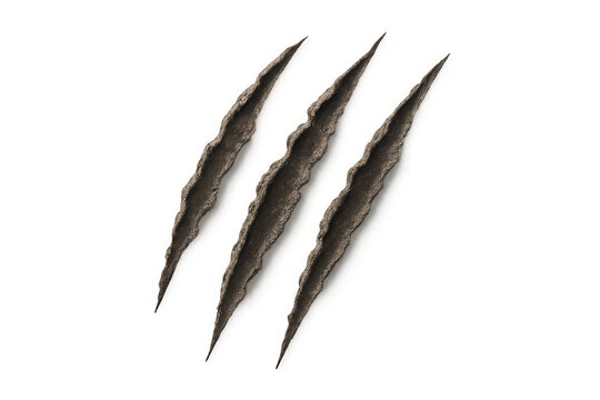 Sharp parallel claw marks scoring wood surface, revealing deep gouging against clean backdrop