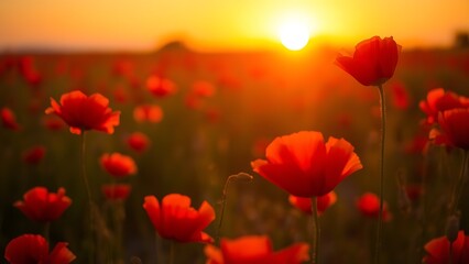 Fototapeta premium A serene sunset field filled with vibrant red poppies, bathed in warm golden light.