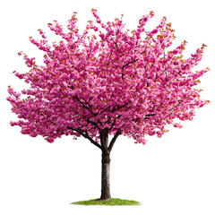Obraz premium Vibrant pink flowering sakura tree, a solitary natural masterpiece designed by nature, isolated on white for spring or botanical study