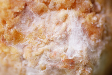 The white mass holding the beans together is the mycelium of the fungus which is composed of string like cells called hyphae