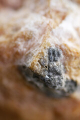 The white mass holding the beans together is the mycelium of the fungus which is composed of string like cells called hyphae