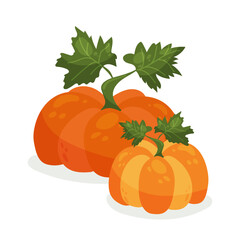 Vector two bright pumpkins with green leaves, autumn harvest mood. Good for fall cards, stickers, posters, labels, packaging, farm and market designs, Halloween and Thanksgiving projects