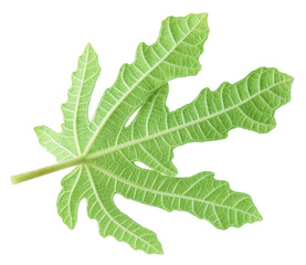 One green fig leaf isolated on white
