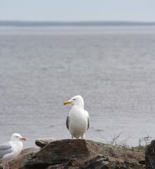 Seagull sitting on rock