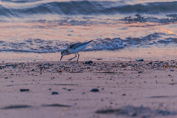 夕暮れの海辺で