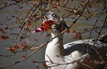 Muscovy duck hiding among the branches