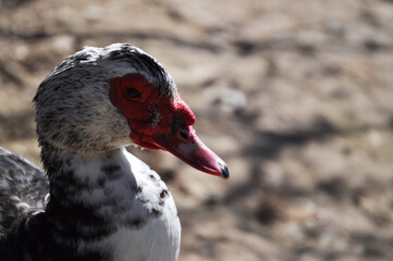Muscovy duck head backlit