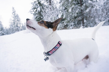 Low angle view of a small dog in snow