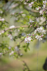 咲き始めた果樹園のリンゴの花