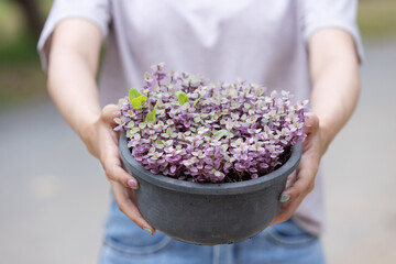 A person holds a black pot filled with lush purple-leaved plants, symbolizing gardening, beauty, and eco-friendly living, showcasing the charm of ornamental greenery in an outdoor setting.