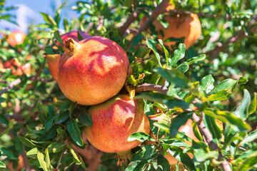 Ripe pomegranates hang on the branch. Pomegranate tree is shown laden with ripe fruits
