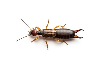 Naklejka premium Earwig insect pest with long body and sharp pincers. Common house and garden pest control concept. Annoying bug macro.