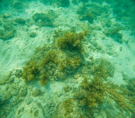 Coral reefs on the seabed. They look dirty, yellowish brown and pale.
