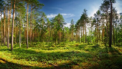Obraz premium panorama of the summer forest in udmurtia