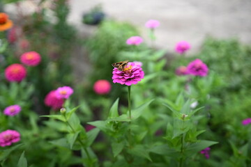 Obraz premium A beautiful garden with colorful flowers and butterflies.