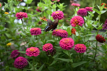 A beautiful garden with colorful flowers and butterflies.