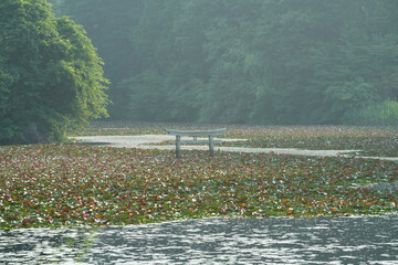 弁天池に沈む鳥居とスイレンの幻想的な景色