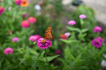 A beautiful garden with colorful flowers and butterflies.