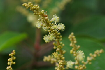 アカメガシワの雄花のクローズアップ