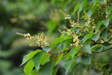アカメガシワの雄花