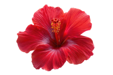 Close-up of a vibrant red hibiscus flower.  Detailed petals,  darker center