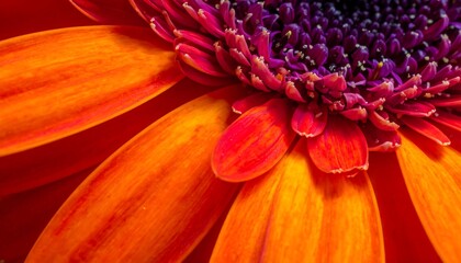 Close Vibrant Orange Gerbera Flower