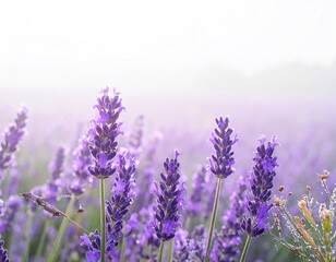 Obraz premium Lavender Field in Morning Mist
