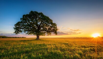 Fototapeta premium Grand Ancient Tree Stands Alone On Open Plain Sunlight Illuminating Lush Green Leaves Peaceful Landscape At Sunset