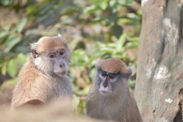 The common patas monkey (Erythrocebus patas) or hussar monkey.  Monkey distributed of Africa. Detail portrait close up.