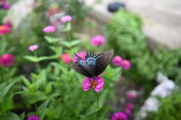 A beautiful garden with colorful flowers and butterflies.