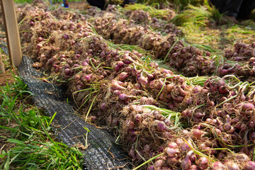 Freshly harvested shallots are laid out in rows on an agricultural field, showcasing rural farming practices and the beauty of natural, organic produce.