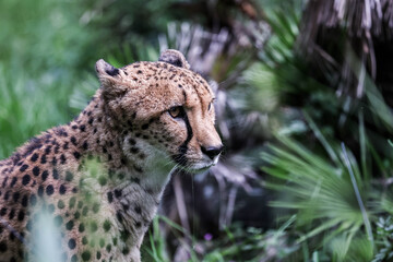 Diferentes animales en el zoológico · Verschiedene Tiere im Zoo · Different animals in the zoo