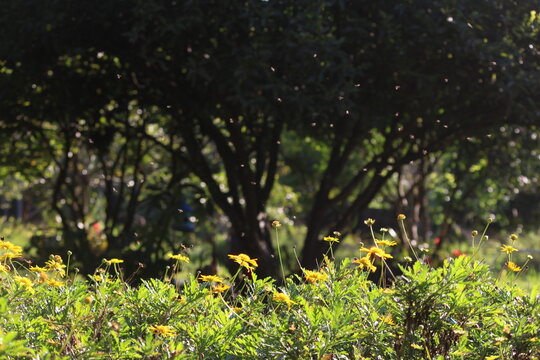 Sob os olhos de algu&eacute;m apaixonado pela natureza.