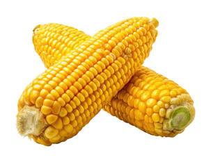 Two crossed ears of bright yellow corn.  Close-up, isolated on black.  Kernels are densely packed.  Slight fuzziness near the cob ends