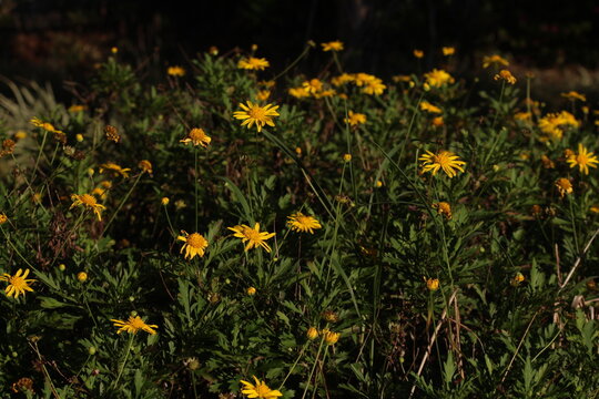 Sob os olhos de algu&eacute;m apaixonado pela natureza.