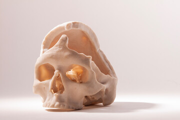 human skull model