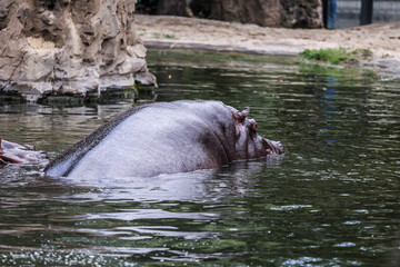 Diferentes animales en el zoológico · Verschiedene Tiere im Zoo · Different animals in the zoo