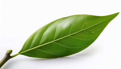 Obraz premium Close Up Of Green Plant Branch With Lush Leaves Isolated On White Background Perfect For Nature Eco And Organic Themes