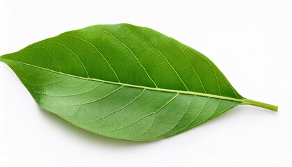 Obraz premium Camphor Or Cinnamomum Camphora Branch Green Leaves Isolated On White Background With Clipping Path