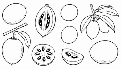 Obraz premium Black and white line art illustration of star apples, including whole fruits, cut sections revealing seeds, and fruits on a branch with leaves.