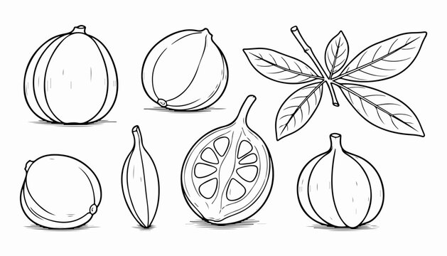 Line art illustration of various Garcinia gummi-gutta elements, including whole fruits, a sliced fruit revealing its interior, and a leafy branch.