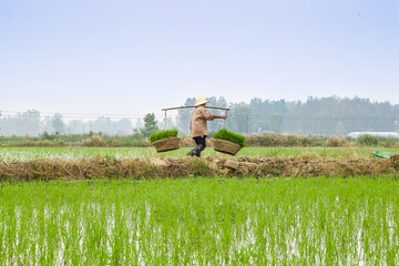 Fototapeta premium Vietnamese Farmer with Baskets Walking Through Flooded Rice Paddies During Planting Season