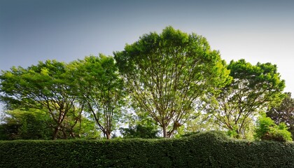 Obraz premium A Variety Of Trees Display Vibrant Green Leaves And Unique Structures Against A Plain Backdrop The Arrangement Emphasizes The Richness Of Nature And The Beauty Of Each Tree Type