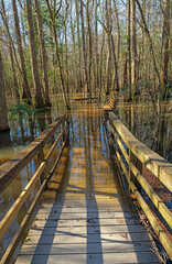 Obraz premium Boardwalk Into a Flooded Forest