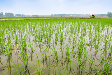 Aerial View of Rice Field with Transplanted Seedlings and Farmer Working in Flooded Paddy